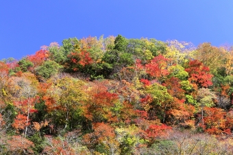 香北の自然公園と秋のべふ峡渓谷散策＆TOSACO TAP STAND