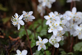 �y2026�N2��13��(��)�z�q�씎�m�̈����������ȉԁu�o�C�J�I�E�����v�ƍ���̊C�N��(*^-^*)