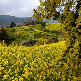 �y2026�N3��19��(��)�o���z�u��ʂ̍؂̉Ԕ����~���U�炫�ւ�w���񓻂̉��F���u�x����F��̂��G���Ńt�����`�ɐ�ہ�