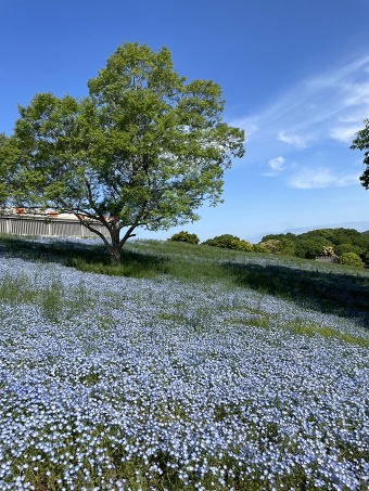 �y2026�N4��29��(���E�j�j�o���z�_�ˁE�t�̐�i�w�l���t�B���̋u�x�ƃ����`�r���b�t�F���A�藷��